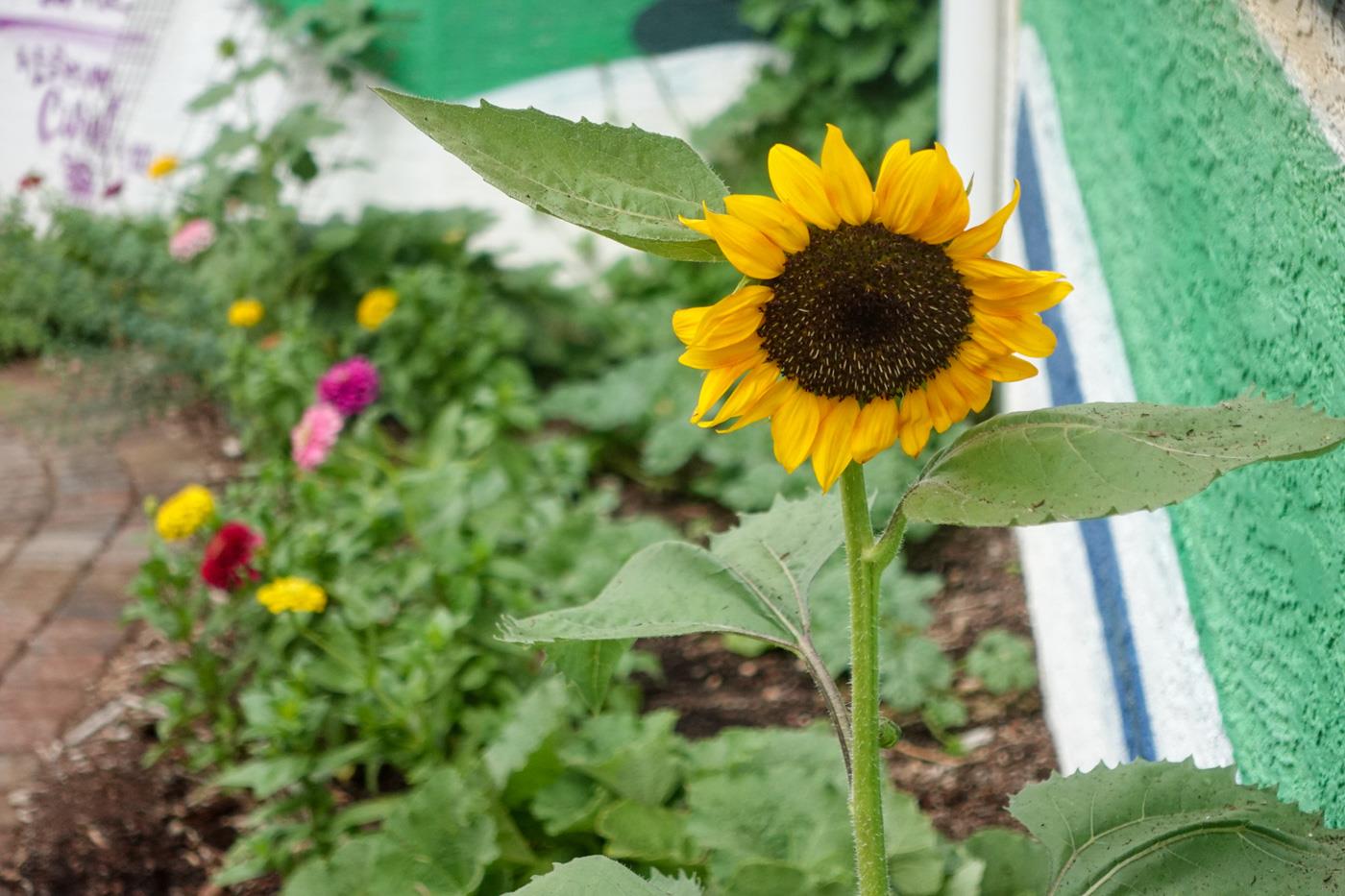 Garfield’s Garden on the Corner